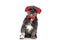 Beautiful metis dog wearing red fluffy headphones