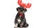 Beautiful metis dog wearing red reindeer horns