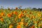 Beautiful mexican cempasuchil flower ground. Typical day of The dead flower.use on offerings or altars of the day of the dead