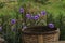 Beautiful mexican petunia flower in the garden with pretty violet color.