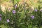 Beautiful mexican petunia flower in the garden with pretty violet color.