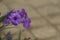 Beautiful mexican petunia flower in the garden with pretty violet color.