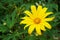 A beautiful Mexican Sunflower (Tithonia diversifolia)