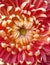 Beautiful micro image of dahelia flower india