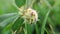 Beautiful micro image of trifolium resupinatum plants india