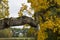 Beautiful mighty fleeced with moss maple tree branch with yellow leaves on a cloudy day. Beautiful nature scene at fall