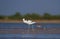 Beautiful migratory bird pied avocet in blue water and green background