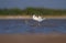 Beautiful migratory bird pied avocet in blue water and green background