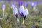 Beautiful mild violet, light blue sunny crocuses blooming in the city park