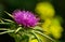 Beautiful milk thistle flower in foreground