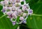 Beautiful Milkweed, Gigantic Swallowwort