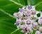 Beautiful Milkweed, Gigantic Swallowwort