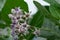 Beautiful Milkweed, Gigantic Swallowwort