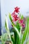 Beautiful miltonia orchid red colored on a window.