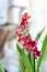 Beautiful miltonia orchid red colored on a window.