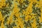 Beautiful mimosa flowers on a green background,  Seamless pattern