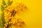 Beautiful mimosa flowers on yellow background. Flat lay, top view. Generative AI