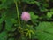 Beautiful Mimosa pudica Flower or Shameplant Flower