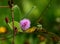 Beautiful Mimosa pudica fresh flower in nature