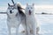 beautiful mini huskys posing together at frozen snow at sunset. winter