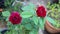Beautiful mini red velvet rose flower plant