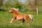 A beautiful mini shetland pony looks like a haflinger horse is running on the paddock