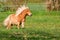 A beautiful mini shetland pony looks like a haflinger horse is running on the paddock