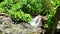 beautiful mini waterfalls and green leaves that spoil the eyes