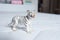 Beautiful miniature baby white tiger made of rubber or plastic