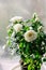 Beautiful miniature white Rose with flower blooming and green leaves. House plant with drops of water.