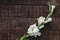 Beautiful minimal white gladiolus on rustic wooden background to