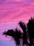 Beautiful minimalistic sunrise. Shadow palm trees and unicorn sky. Relax wallpaper