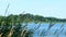 Beautiful Minnesota lake scene with boats, people, water and reeds.