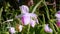 Beautiful Minnesota State Flowers, the Showy Lady`s-Slipper, wildflowers in the forest.