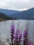 Beautiful mist picture with meadow and mountains on the edge of the fjord