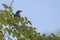 Beautiful Mistle Thrush bird perched on a branch of a tree against the blue sky