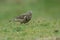 A beautiful Mistle Thrush, Turdus viscivorus, hunting for food in a  meadow.