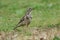 A beautiful Mistle Thrush, Turdus viscivorus, hunting for food in a  meadow.