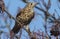 A beautiful Mistle Thrush Turdus viscivorus perched on a branch in a tree.