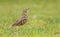 A beautiful Mistle Thrush Turdus viscivorus standing on the grass. It has been hunting for earthworms.