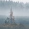 A beautiful misty landscape of a fall in wetlands. Autumn landscape in swamp, soft, diffused light, fog and haze.