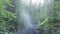 Beautiful misty morning view of foggy gorge in dense green summer forest. Stock footage. Aerial of mixed forest and