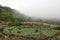 Beautiful misty over cabbage farm on the mountain