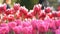 Beautiful mix of bright red and white tulips in the world famous royal park Keukenhof. Tulip field close view