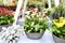 Beautiful mix colors calla lily or arum lily flowers growing in gray ceramic pot on table with background another plant in