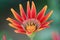 Beautiful Mix colour Gazania rigens Treasure Flower zooming Closeup blur background