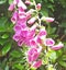 Beautiful mix of Fox Glove flowers and Roses in walled Garden in Ireland