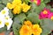 Beautiful mix of primula vernus, colorful primula background. Springtime holiday. Easter background