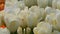 Beautiful mix of white tulips in the world famous royal park Keukenhof. Tulip field close view Netherlands, Holland