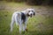 Beautiful mixed-breed dog of Griffon looking back with its toy between its legs in a meadow